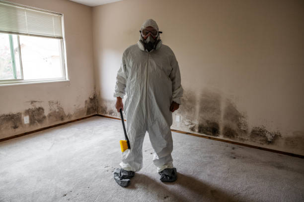 Mold Removal and Inspection in Castle Shannon, PA